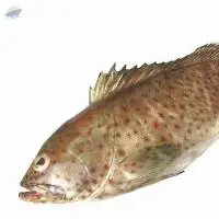 Long Spine Grouper