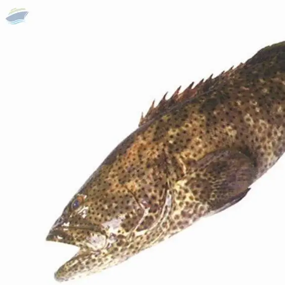 Malabar Reef Cod