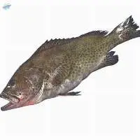 Areolated Grouper