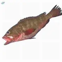 Thornycheek Grouper
