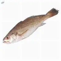 Sin Croaker