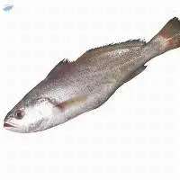 Big Eye Croaker