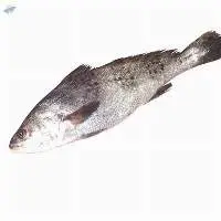 Spotted Croaker