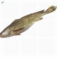 Tigger Tooth Croaker