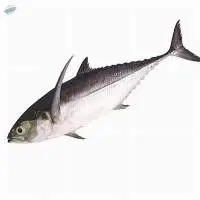 Horse Mackerel