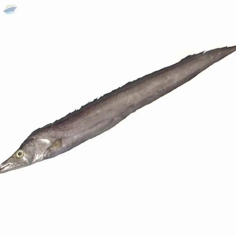 Ribbon Fish