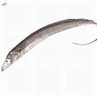 Hair Tail Ribbon Fish