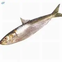 Indian Oil Sardine