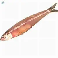 Indian Anchovy