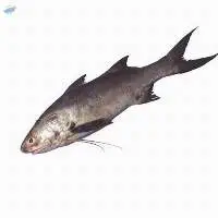 Indian Salmon