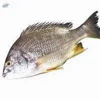 Yellow Fin Sea Bream