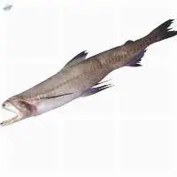 Bombay Duck