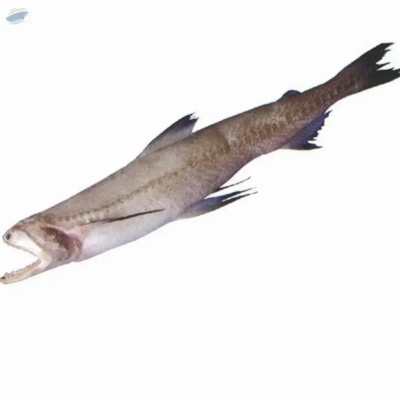 Bombay Duck