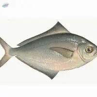 Butter Fish