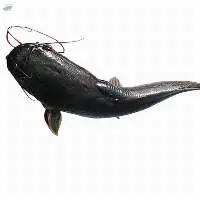 Cat Fish