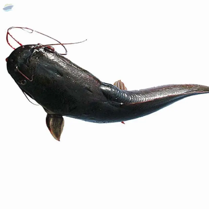 Cat Fish