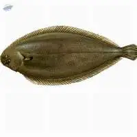 Sole Fish