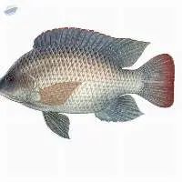 Tilapia