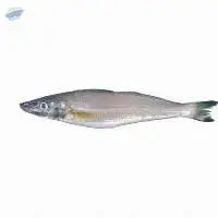 Silver Sillago