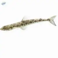 Lizard Fish