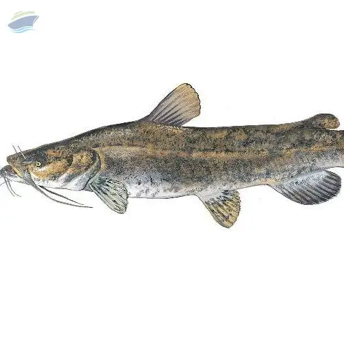 Fresh Water Cat Fish