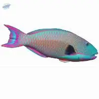 Parrot Fish