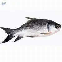Catla