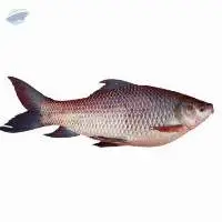 Rohu