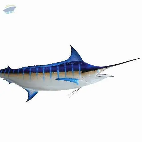 Marlin Fish Hgt