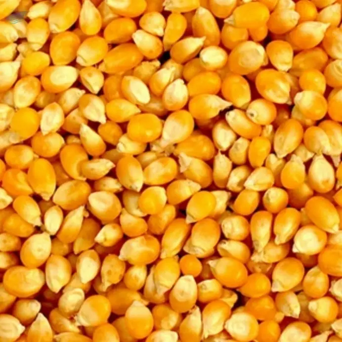 Yellow Corn
