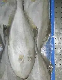 Frozen Leather Jacket Fish Whole And HGT