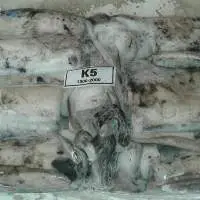 Cuttlefish Whole And Loligo Squid Whole