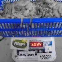 Octopus whole 100-200 to 500/up (SL)