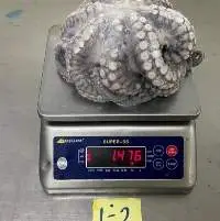Octopus Whole size 500-1000, 1-2kg, 2kg UP