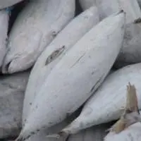 Sea Frozen Skipjack Tuna  