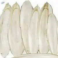 Cuttlefish Bone ( Dried)