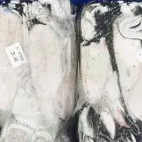 Baby Squid ( Loligo ) and Baby Octopus