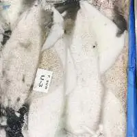 Loligo Squid Whole ( One Day Catch )