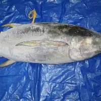 Yellowfin Tuna 20kg Up Fresh Catch