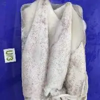 Squid Whole