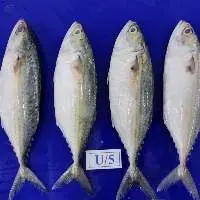 Indian Mackerel