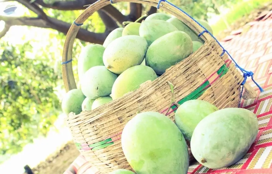 Fresh Mangoes