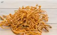 Cordyceps Militaris