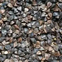 Buckwheat