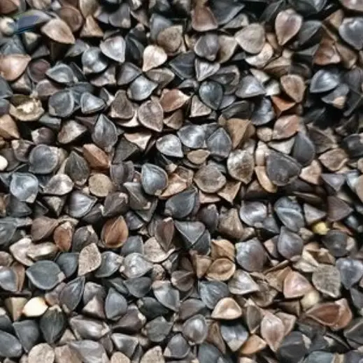 Buckwheat