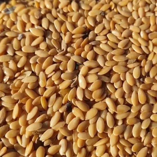 Flax Seeds 100 T