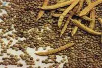Guar Gum