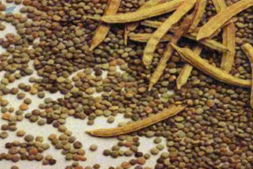 Guar Gum