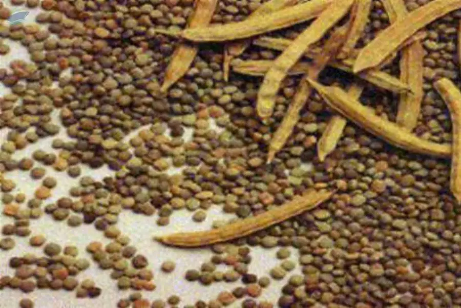 Guar Gum