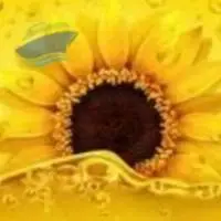 Refined Sunflower Oil